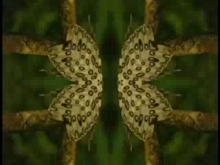 Leopard Moth